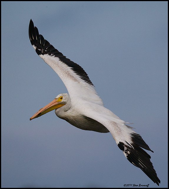 _1SB6515 american white pelican.jpg